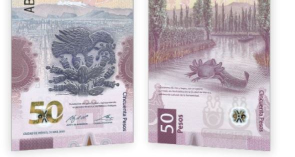 Cambian imagen de Morelos en el billete de $50 pesos por la de un ajolote