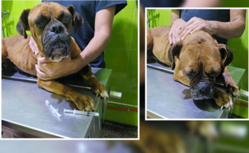 Perrita con cáncer terminal busca hogar para pasar su última etapa con amor