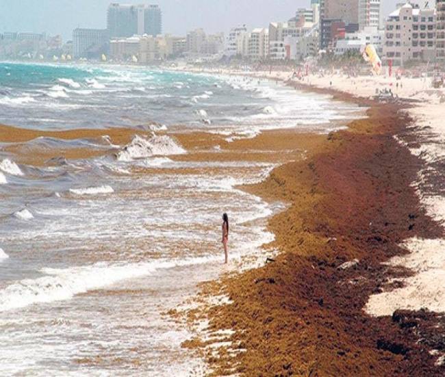 A punto de llegar a Cancún mancha de sargazo más grande que Cozumel