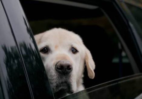 Piden auto de plataforma para perrito en Mérida ¿Falso o cierto?