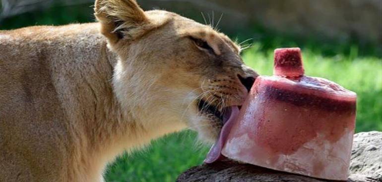 Con paletas heladas animales de zoológico de Mérida mitigan el calor