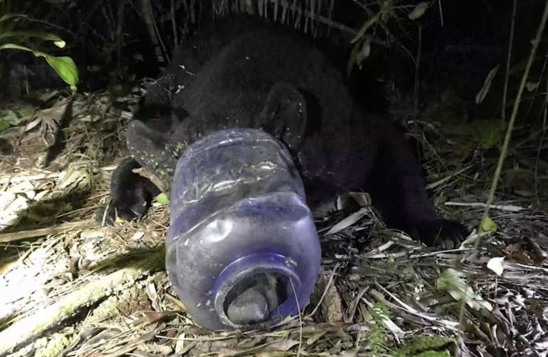 Captan a osa con un envase de plástico en la cabeza; biólogos la liberan