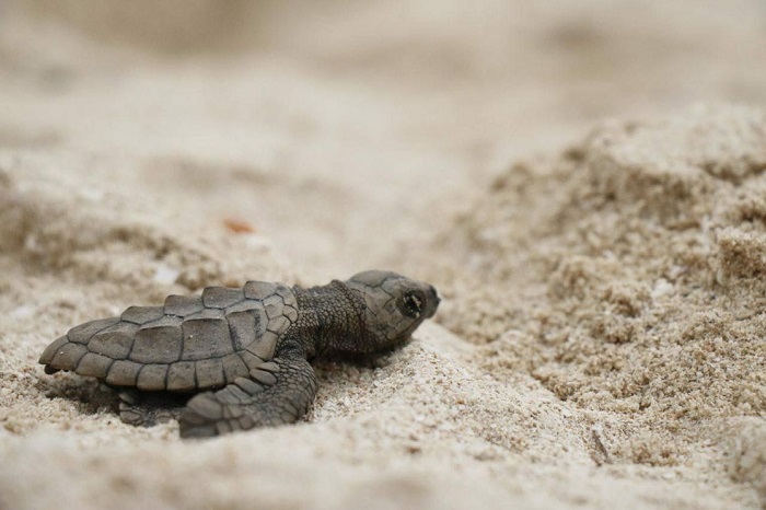 Yucatán: Liberan a 56 tortugas Lora en Progreso