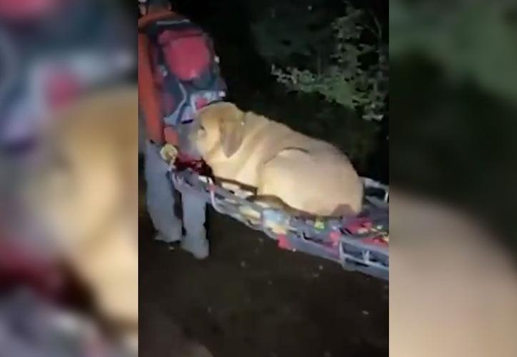 Rescatistas salvan a un perro de 86 kilos que no podía bajar de una montaña