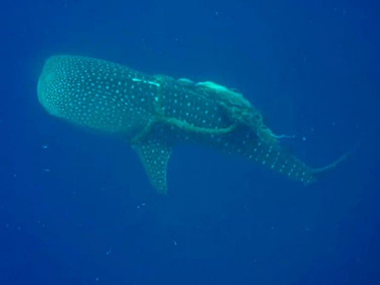 Buzos realizan increíble rescate de tiburón ballena