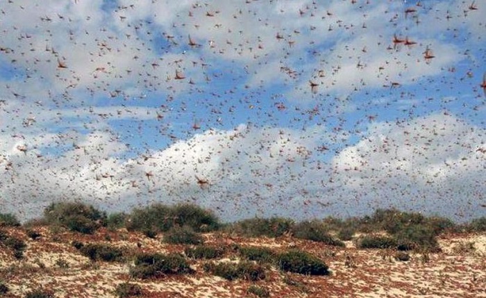 Se aproxima una plaga de langostas a Yucatán y pone en riesgo al campoi