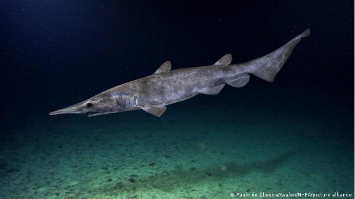 Hallazgo raro tiburón en el Mediterráneo, pero se trataría de un juguete