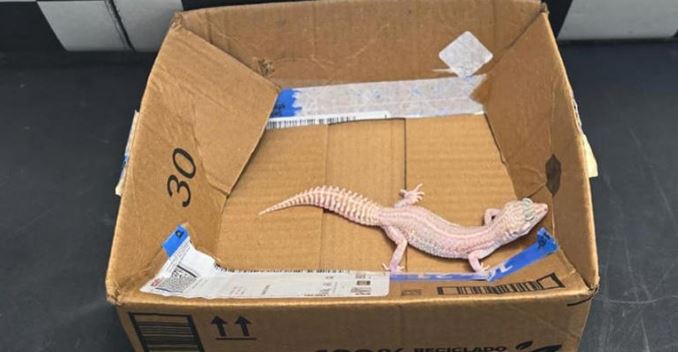 Zacatecas: Envian por paquetería un reptil gecko leopardo