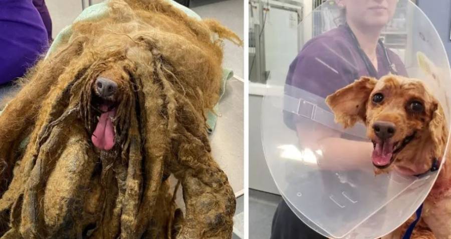 Rescatan a perrito cubierto con más de 3 kilos de pelo; dueño enfrenta cargos