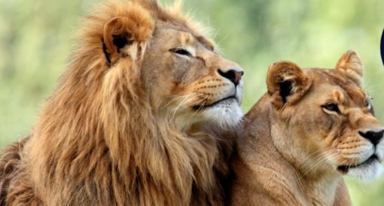 Leones dan positivo al covid-19 en parque de animales salvajes de Singapur