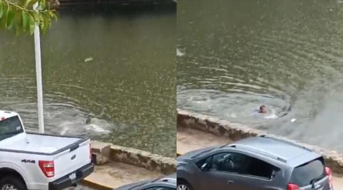 (VÍDEO) Cocodrilo persigue a hombre y casi lo devora en una laguna en Villahermosa