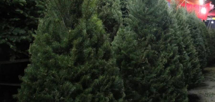 México devuelve a EE.UU. más de 4,000 árboles de Navidad con plaga