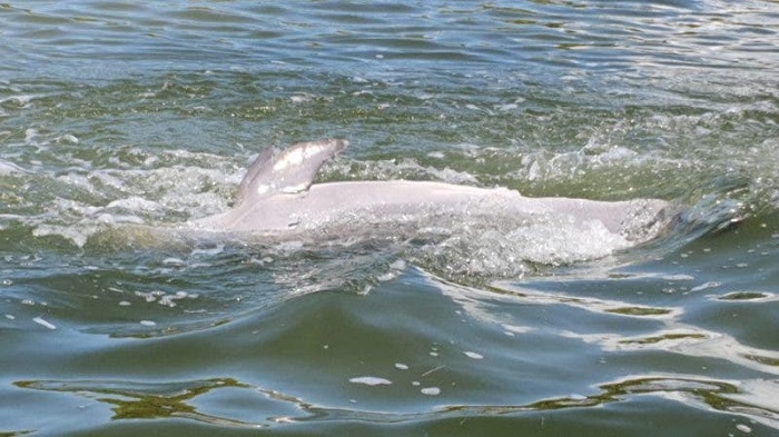 Muere delfín que quedó atrapado en redes de pescadores en Holbox