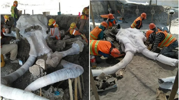 Hallan restos de más de 60 mamuts en terrenos del aeropuerto de Santa Lucía