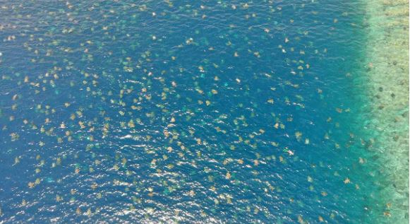 (VÍDEO) ¡Hermoso espectáculo! Más de 60 mil tortugas nadando en el mar