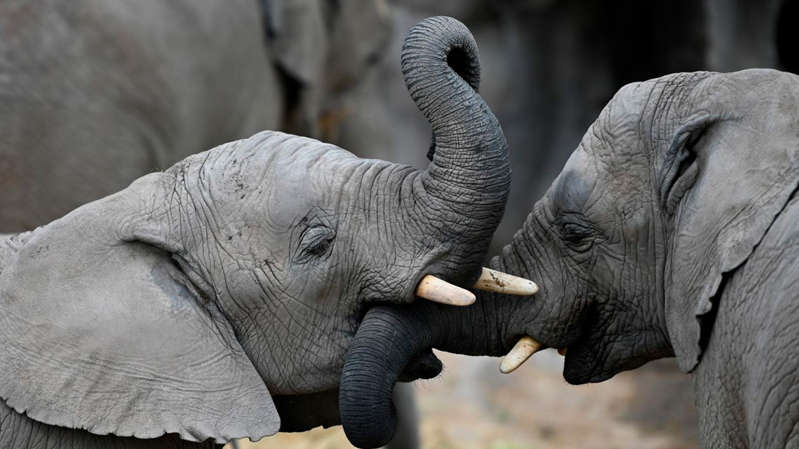 China usa drones para conducir a elefantes a su hábitat