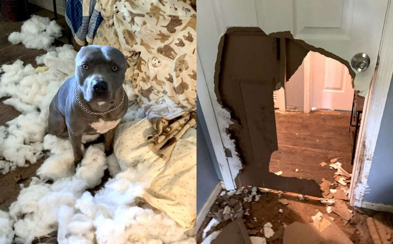 VIDEO: Perro se queda solo en casa y destroza una puerta y un sofá