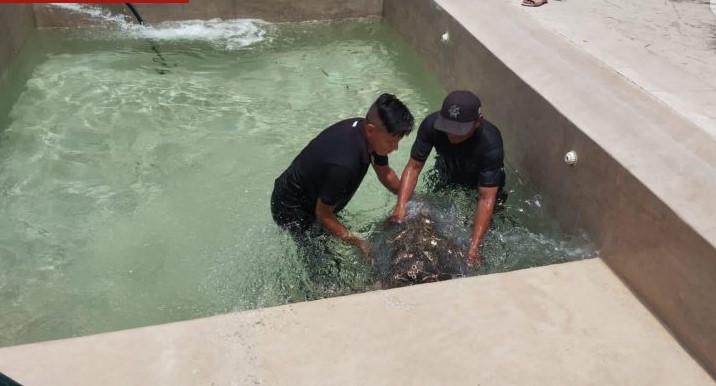 En  Dzemul rescatan a una tortuga que entró a una piscina en San Bruno