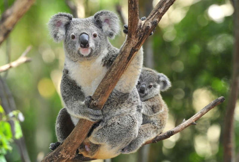 Alertan muerte de koalas en Australia por una enfermedad de transmisión sexual