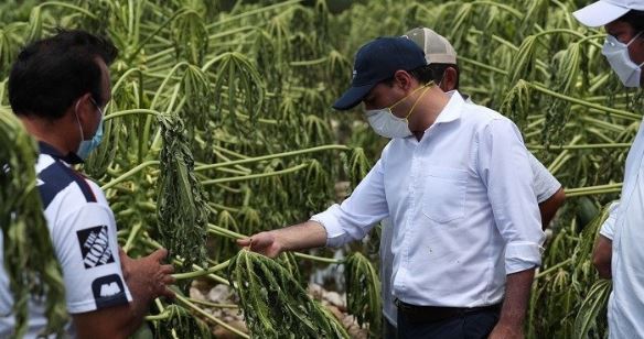 Yucatán: Desarrollo Rural federal autoriza $35 millones para 20,000 productores