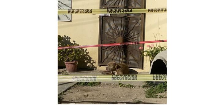 Perro de periodista asesinada aún la espera en su puerta