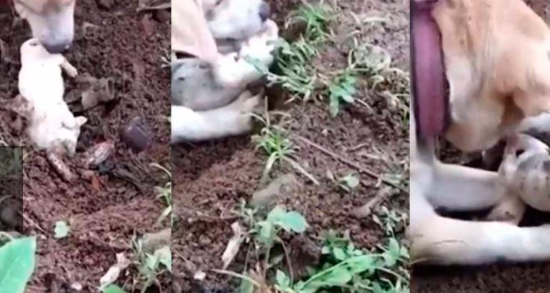 (VÍDEO) Perrita desentierra a su cachorro muerto para tratar de reanimarlo