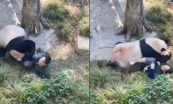 (VÍDEO) Cuidadora hiere  a panda en zoo de China; animal se lanzó contra ella