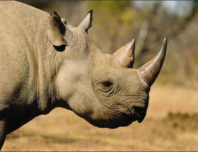 Muere a los 35 años 'Tam' el último rinoceronte de Sumatra