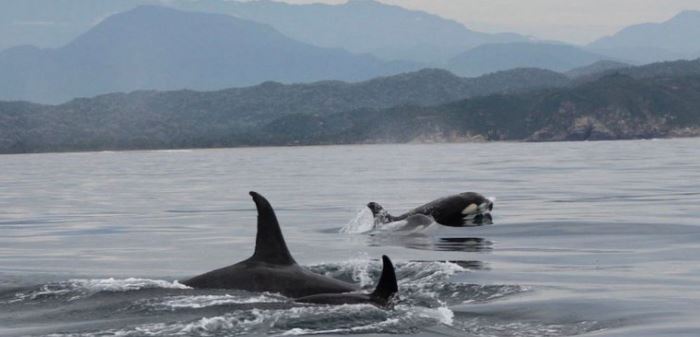 Tres orcas cazan a un pez luna en Oaxaca