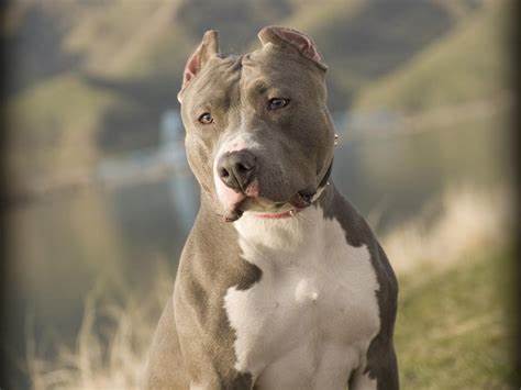 (VÍDEO) Pitbull defiende a su dueña; se enfrenta a intruso que entró a la casa