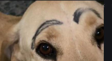 NL: Perro sale a dar un paseo y vuelve a casa con cejas pintadas con plumón
