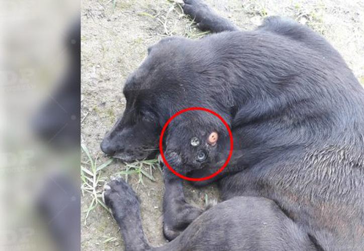 Tizimín: Algún ocioso (a) costuró botones en oreja de perrito