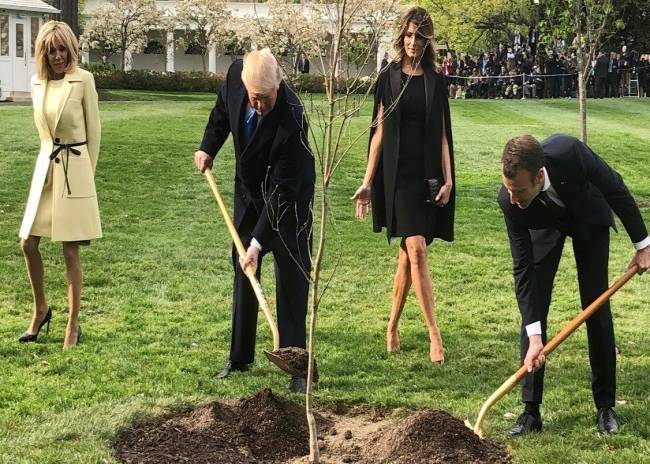 Muere el roble plantado por Macron y Trump en el jardín de la Casa Blanca