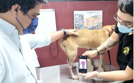 Dan de alta a “chino”, perrito “sagrado” de Kukulkán, “salvó su patita”