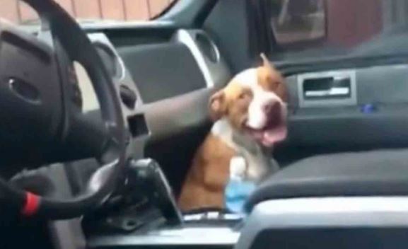 (VÍDEO) Pitbull se metió a una camioneta para que lo adopten… ¡y lo logra!