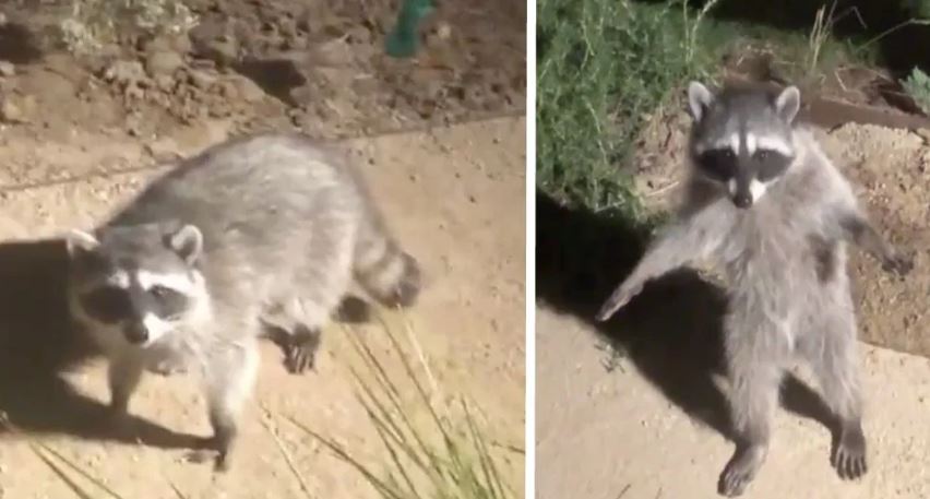 Vídeo: Mapaches que parecen zorros, quedan como estatuas al ser descubiertos