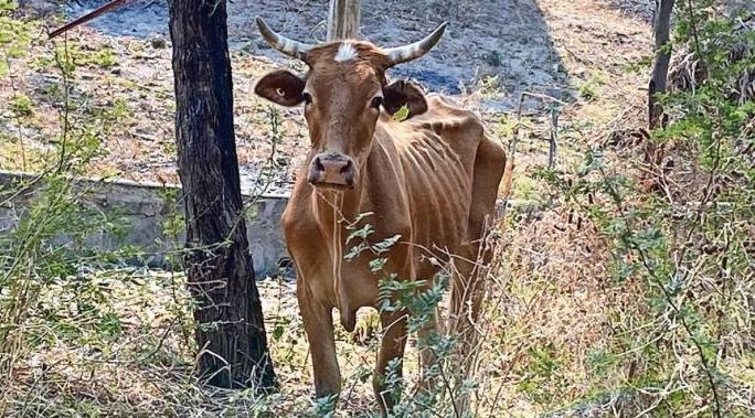 Morelos: Sacrificarán a vacas porque no hay dinero para alimentarlas por crisis