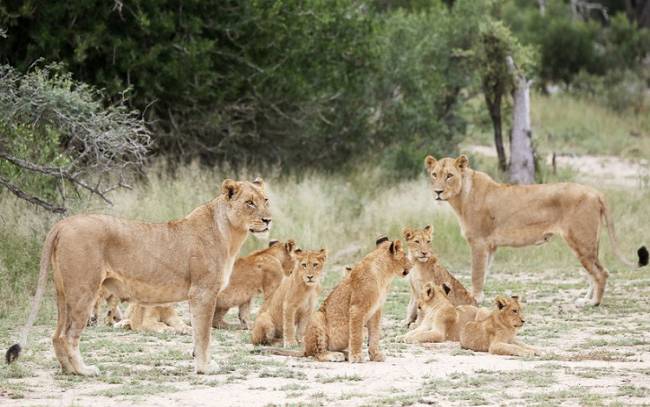 (VIDEO) Captan una manada de leones deambulando por un vecindario en India