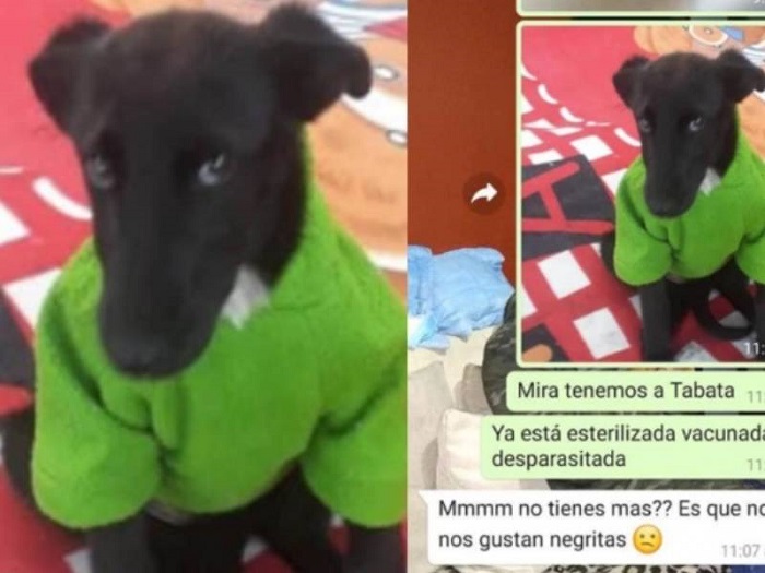 ‘Tabata’, la perrita que nadie quería adoptar por ser ‘negrita’