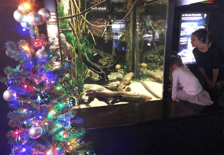 (VIDEO) Usan a una anguila para encender árbol de Navidad