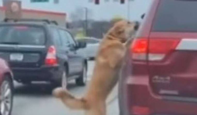 (HAY VÍDEO) Perro se arroja de un carro a otro para pelear con otro