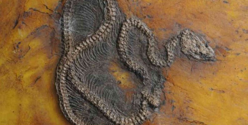 Hallan fósil de una pitón de 47 millones de años en Alemania