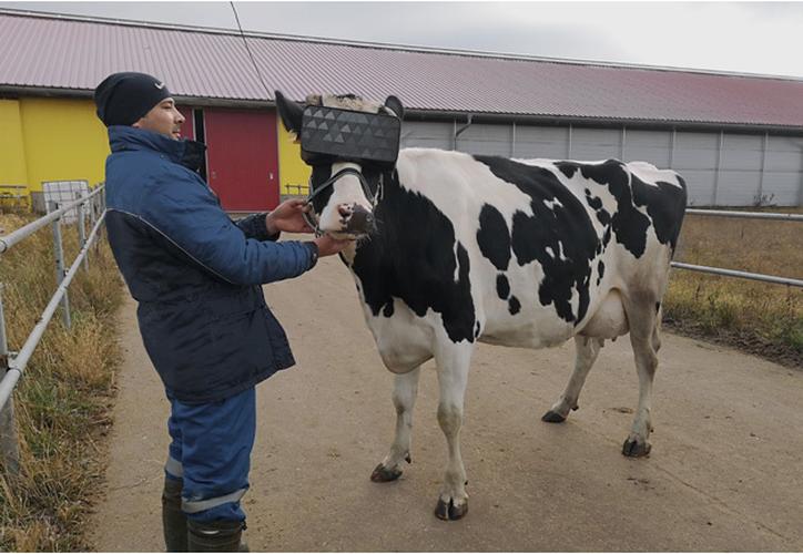 Crean lentes de realidad virtual para que vacas den más leche