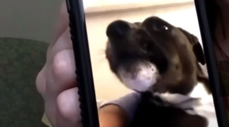 Perrito y su dueña enferma de Covid-19 se ‘comunicaron’ en videollamada