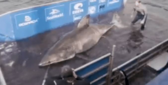 Capturan enorme tiburón blanco de más de tonelada y media