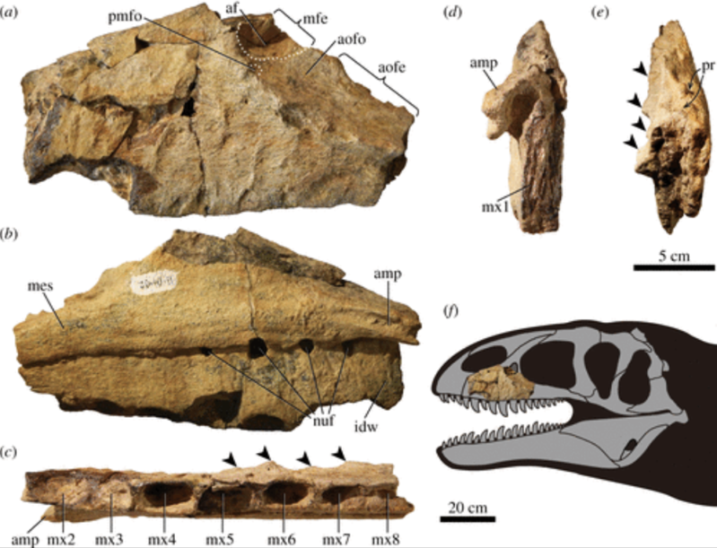 Descubren dinosaurio con dientes de tiburón; más aterrador que el Rex