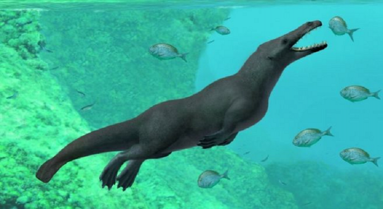 Hallan en Perú fósil de ballena anfibia con cuatro patas