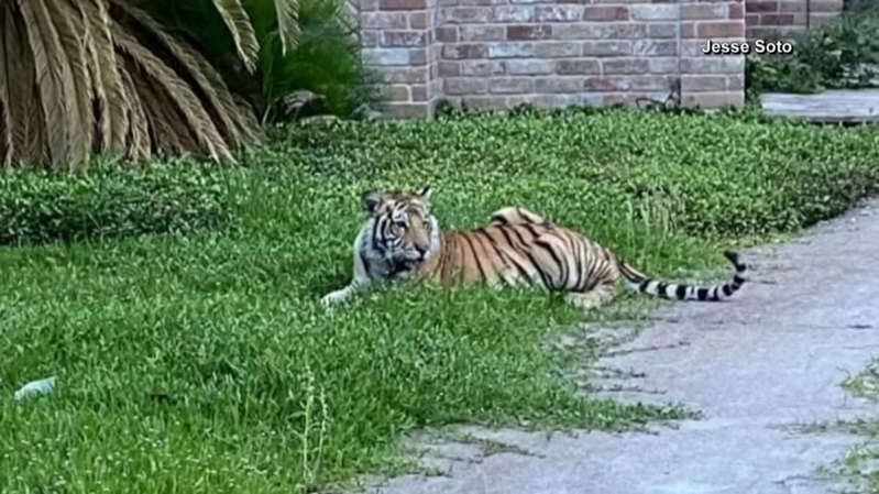 Capturan a tigre de Bengala que deambulaba por jardines de Houston