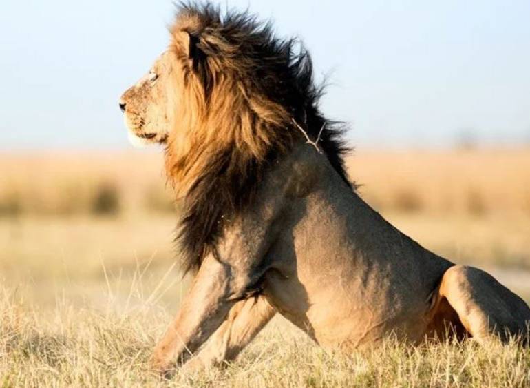 Elefante mata a cazador y su cuerpo es devorado por leones en África