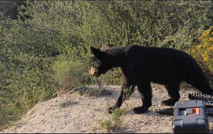 Capturan oso negro hambriento en Saltillo